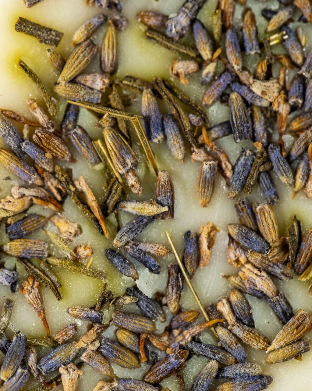 Dried Lavender