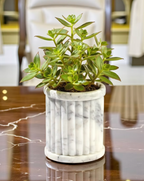 Potted plant in a marble- pot 